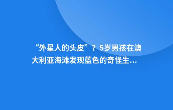 “外星人的头皮”？5岁男孩在澳大利亚海滩发现蓝色的奇怪生物，科学家称“从未见过”